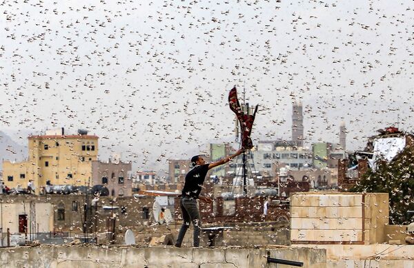 هجوم ملخ ها به شهر صنعا، پایتخت یمن - اسپوتنیک افغانستان  