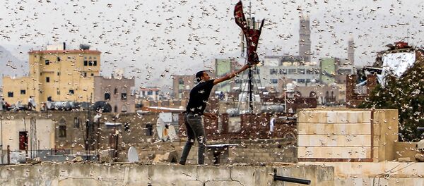 هجوم عمومی ملخها بر افریقا  هجوم عمومی ملخها بر افریقا  - اسپوتنیک افغانستان