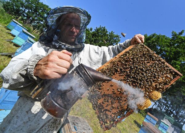 فارم زنبورداری منطقه پریموریا - روسیه - اسپوتنیک افغانستان  