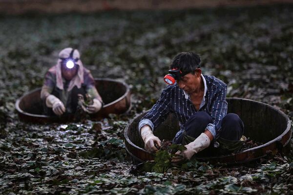  کشاورزان در حال برداشتن شاه بلوط های آبی در یک حوض در منطقه یونمنگ - چین   - اسپوتنیک افغانستان  