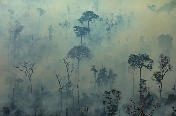 زمین پوشیده از خاکستر: آتش‌سوزی در جنگل‌های آمازون - اسپوتنیک افغانستان  