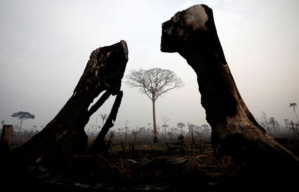 جنگل های اوستایی آمازون در حال تبدیل به خاکستر شده اند
 - اسپوتنیک افغانستان  