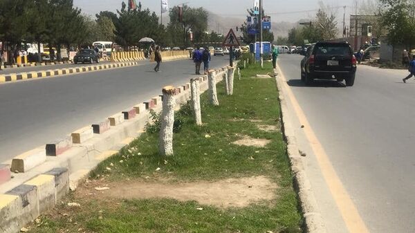 شرکت «ان تی سی» به دلیل قطع درختان در جاده فرودگاه کابل جریمه اش را پرداخت  - اسپوتنیک افغانستان  