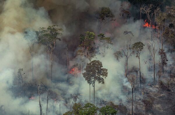 آتش سوزی در جنگل های برازیل  - اسپوتنیک افغانستان  