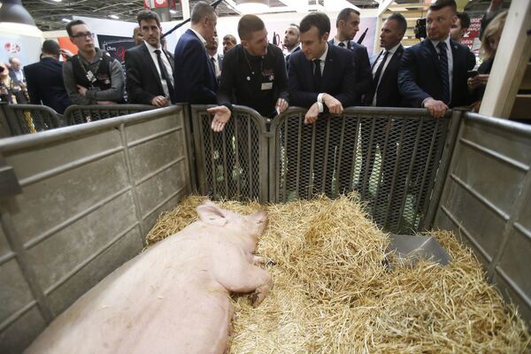 رئیس جمهور فرانسه در فارم پرورش خوکها - اسپوتنیک افغانستان  