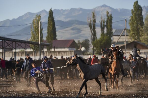بازار حیوانات - قرغزستان - اسپوتنیک افغانستان  