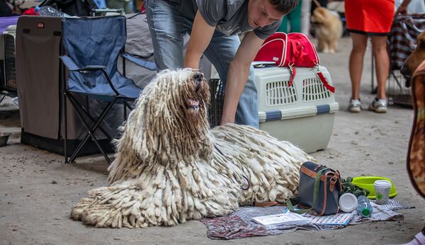 Komondor در نمایشگاه بین‌المللی سگ در مینسک - اسپوتنیک افغانستان  