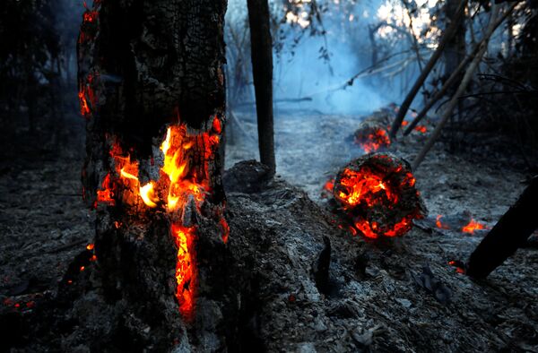 آتش‌سوزی در جنگل‌های آمازون -  برازیل  - اسپوتنیک افغانستان  