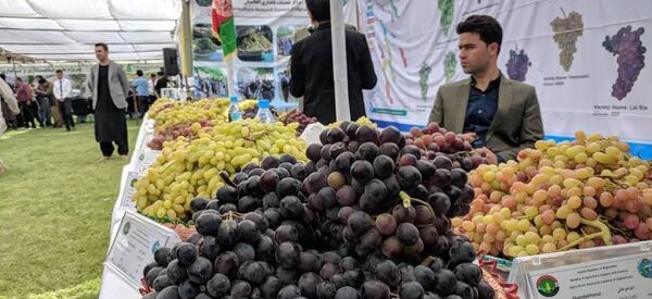 صادرات بیش از 20 هزار تن انگور کندهار به پاکستان صادرات بیش از 20 هزار تن انگور کندهار به پاکستان - اسپوتنیک افغانستان
