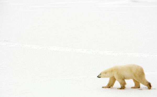 خرس قطبی - اسپوتنیک افغانستان  