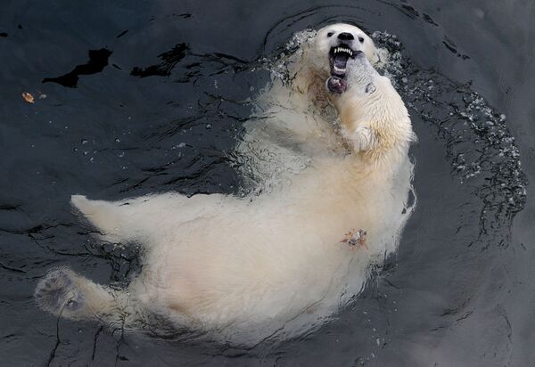 خرس‌های قطبی در باغ وحش مسکو - اسپوتنیک افغانستان  