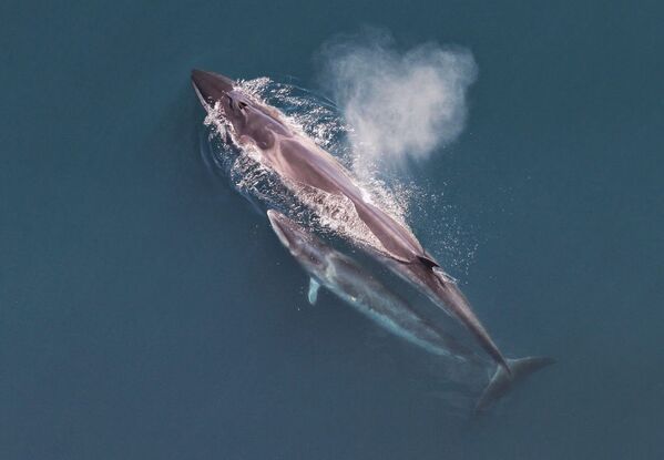 نهنگ سئی - اسپوتنیک افغانستان  