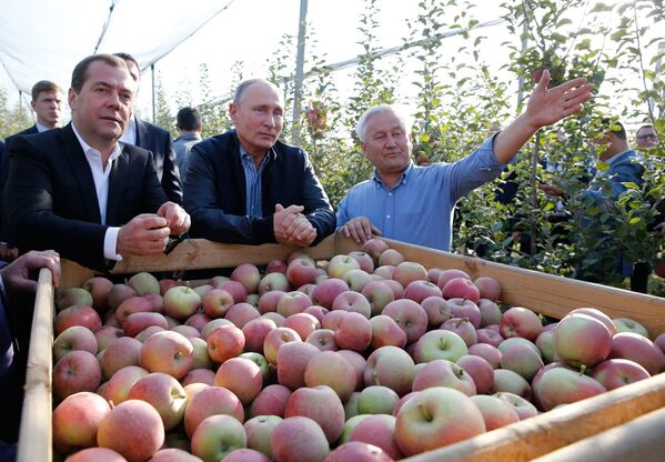 ولادیمیر پوتین و دمیتری مدودف، رئیس جمهور و نخست وزیر روسیه در بازید از باغ های سیب
 - اسپوتنیک افغانستان  
