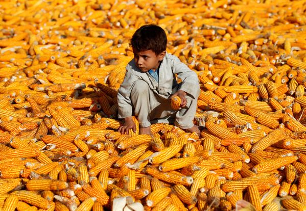 کودک افغان در مزرعه جواری - ننگرهار، افغانستان   - اسپوتنیک افغانستان  