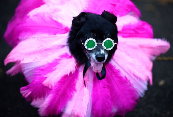 رژه سگ‌ها به مناسبت جشن هالووین - شهر نیویورک، امریکا - اسپوتنیک افغانستان  