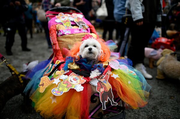 اشتراک کننده رژه سگ‌ها - شهر نیویورک، امریکا - اسپوتنیک افغانستان  