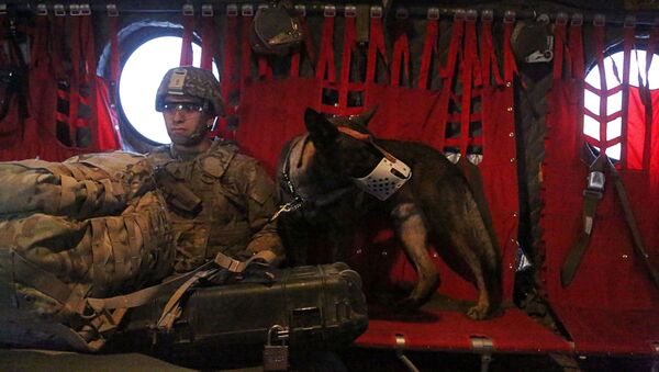 دو سرباز و یک سگ امریکائی حین نابودی البغدادی زخمی شدند - اسپوتنیک افغانستان  