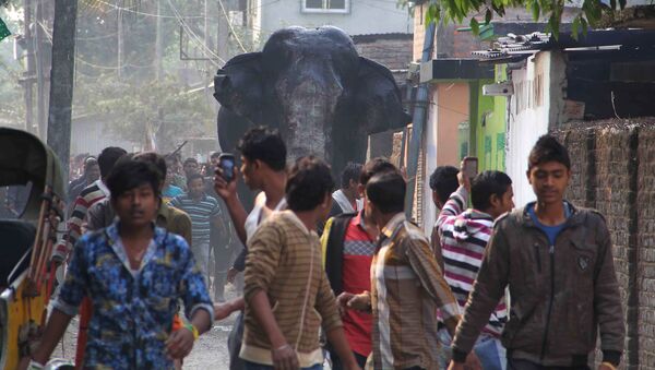 فیل «بن لادن» 5 نفر را در هند کشت - اسپوتنیک افغانستان  
