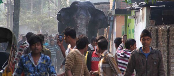 فیل «بن لادن» 5 نفر را در هند کشت فیل «بن لادن» 5 نفر را در هند کشت - اسپوتنیک افغانستان