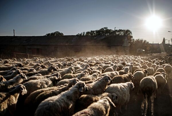 گله گوسفندان در نزدیکی دریاچه سوان – ارمنستان - اسپوتنیک افغانستان  