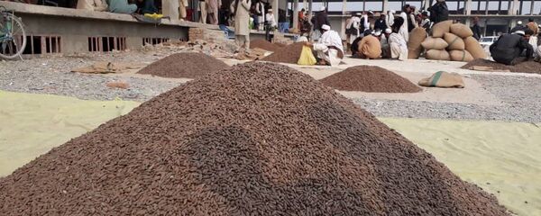 کرونا صادرات جلغوزه از افغانستان به چین را هم متوقف کرد کرونا صادرات جلغوزه از افغانستان به چین را هم متوقف کرد - اسپوتنیک افغانستان