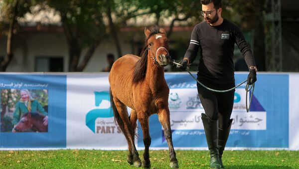 مردی با اسب کاسپین در مسابقه ملی زیبایی اسب‌های خزر در ایران
 - اسپوتنیک افغانستان  