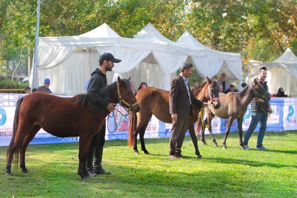 اسب های کاسپین در مسابقه ملی زیبایی اسب های خزر در ایران - اسپوتنیک افغانستان  