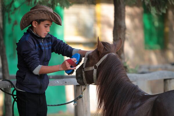 پسری یک اسب از نژاد کاسپین را پاک می کند - اسپوتنیک افغانستان  