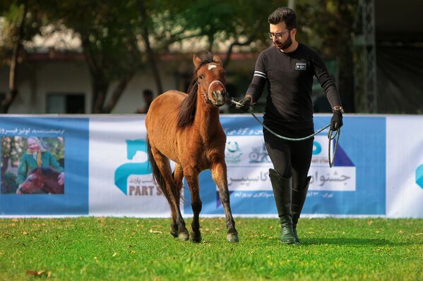 مردی با اسب کاسپین در مسابقه ملی زیبایی اسب‌های خزر در ایران
 - اسپوتنیک افغانستان  