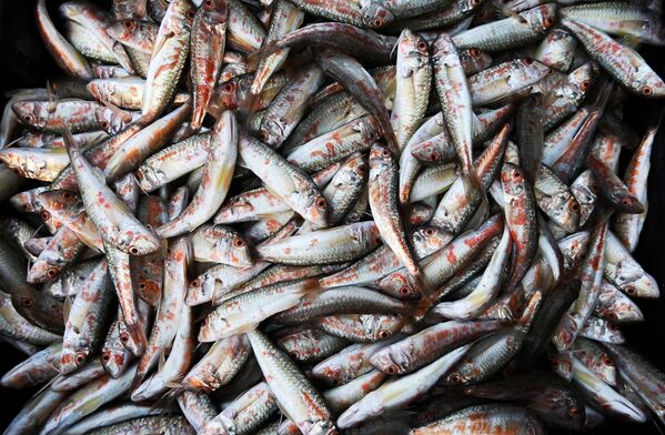 ماهی‌های صید شده در دریای سیاه
 - اسپوتنیک افغانستان  