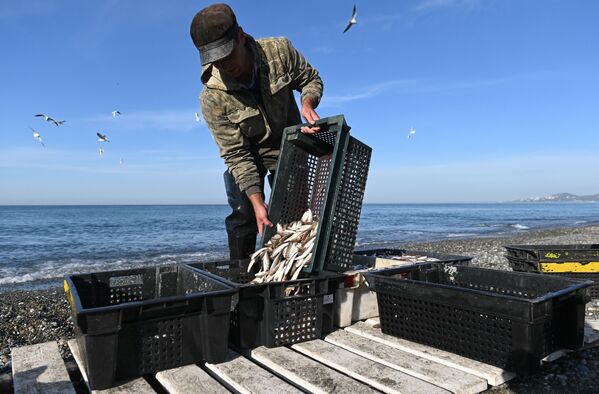 ماهیگیر در حال تخلیه ماهی‌های صید شده - اسپوتنیک افغانستان  