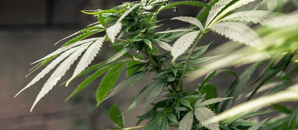 ایلان ماسک به ایستگاه فضایی بین المللی ماری جوانا می فرستد ایلان ماسک به ایستگاه فضایی بین المللی ماری جوانا می فرستد - اسپوتنیک افغانستان