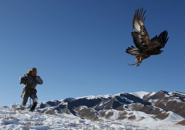 شکارچی با عقاب طلایی هنگام شکار در قزاقستان - اسپوتنیک افغانستان  
