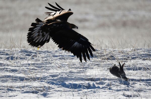 عقاب طلایی هنگام شکار یک خرگوش در قزاقستان - اسپوتنیک افغانستان  