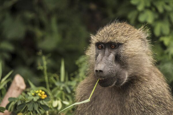 میمون های جالب و خطرناک/ باغ وحش تانزانیا
 - اسپوتنیک افغانستان  