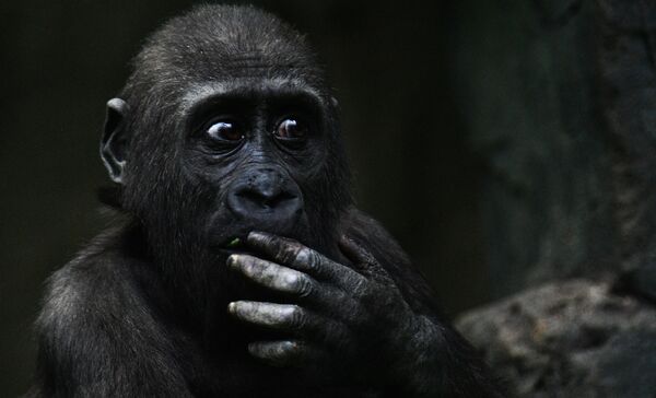 میمون های جالب و خطرناک/ باغ وحش مسکو
 - اسپوتنیک افغانستان  