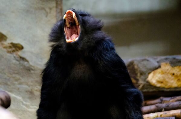میمون خنده دار و اما خطرناک / باغ‌وحش لنینگراد روسیه   - اسپوتنیک افغانستان  