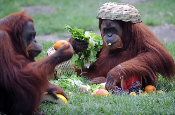 میمون های خنده دار و اما خطرناک / باغ‌وحش  برزیل - اسپوتنیک افغانستان  