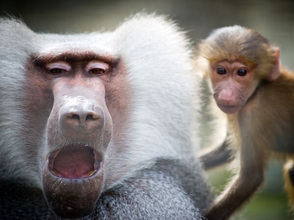 میمون های خنده دار و اما خطرناک / باغ‌وحش  یالتا - اسپوتنیک افغانستان  