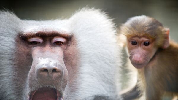 جنگ جالب دو میمون بر سر یک بوتل آبجو + ویدئو  - اسپوتنیک افغانستان  