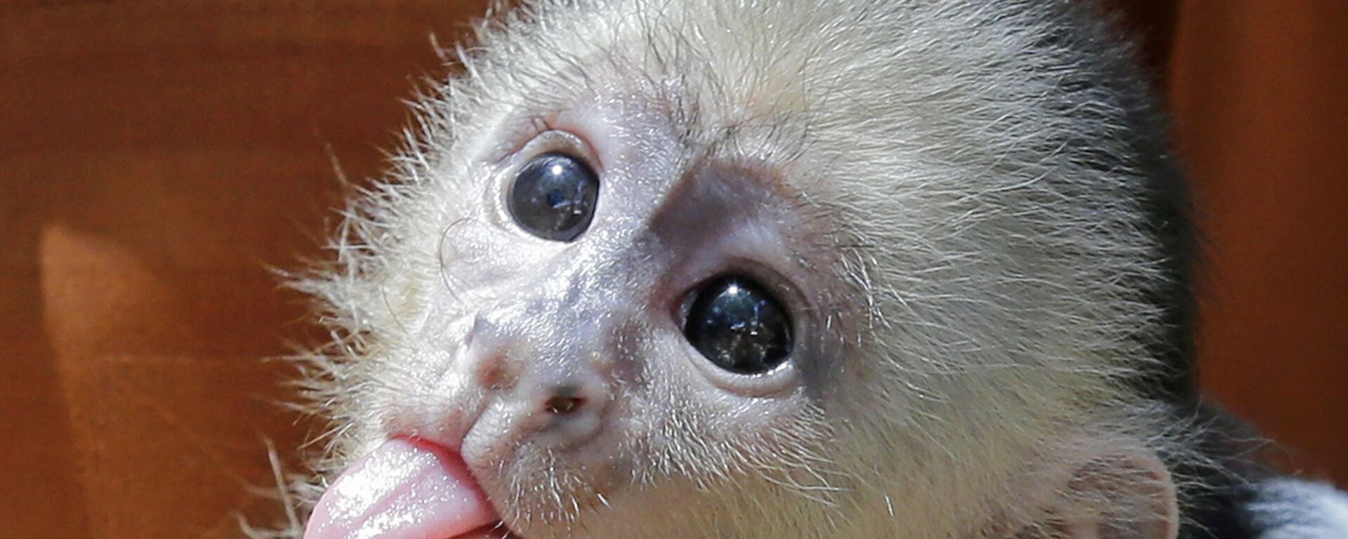 Маленькая обезьянка-капуцин на Острове Джунглей в Майами - اسپوتنیک افغانستان  , 1920, 20.05.2022