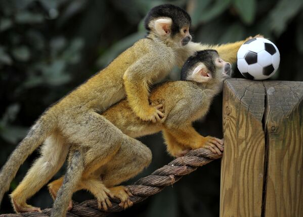 میمون های خنده دار و اما خطرناک / باغ‌وحش  لندن - اسپوتنیک افغانستان  