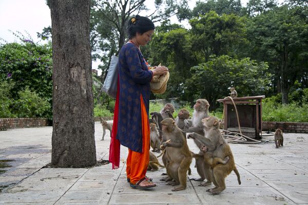 میمون خنده دار و اما خطرناک / باغ‌وحش  نپال - اسپوتنیک افغانستان  