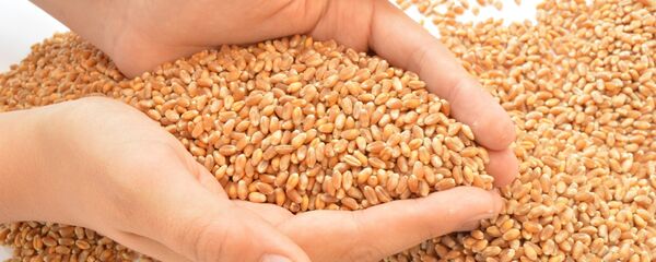 تمایل افغانستان به واردات گندم از روسیه  تمایل افغانستان به واردات گندم از روسیه  - اسپوتنیک افغانستان