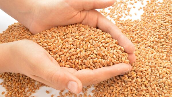 Wheat - اسپوتنیک افغانستان  