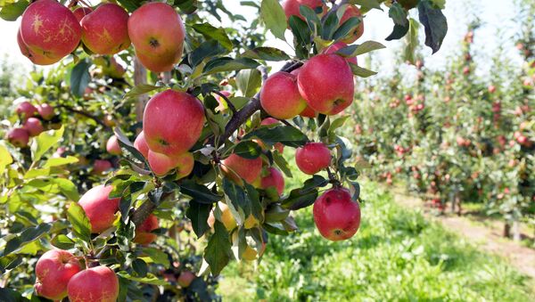 افزایش حاصلات سیب در میدان وردک  - اسپوتنیک افغانستان  