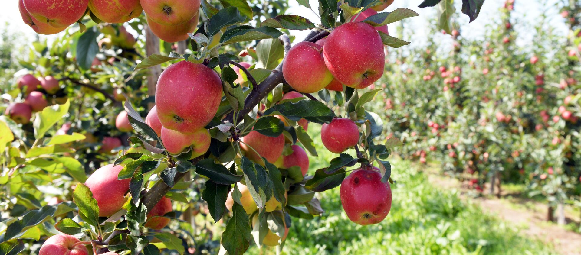 یک خطر زراعتی؛ سیب رخش بدخشان در خطر نابودی - اسپوتنیک افغانستان  , 1920, 22.04.2021