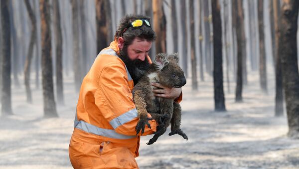 آتش‌نشان آسترالیایی با حیوان نجات‌داده‌شده - اسپوتنیک افغانستان  