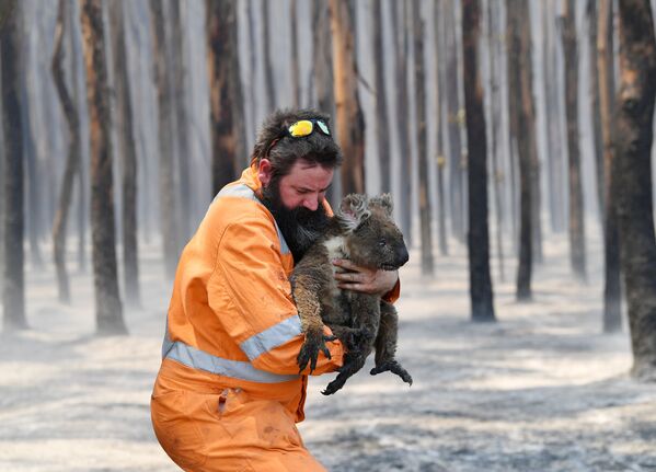 آتش‌نشان آسترالیایی با حیوان نجات‌داده‌شده - اسپوتنیک افغانستان  