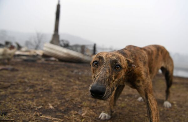 سگی در مقابل خانه‌یی که حریق شده است - اسپوتنیک افغانستان  